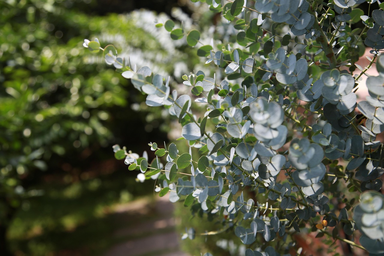 bienfaits de l'eucalyptus