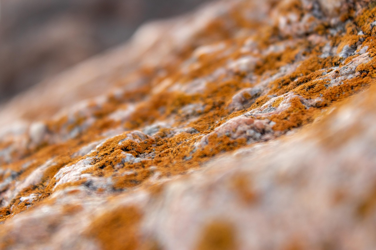 microbiote intestinal