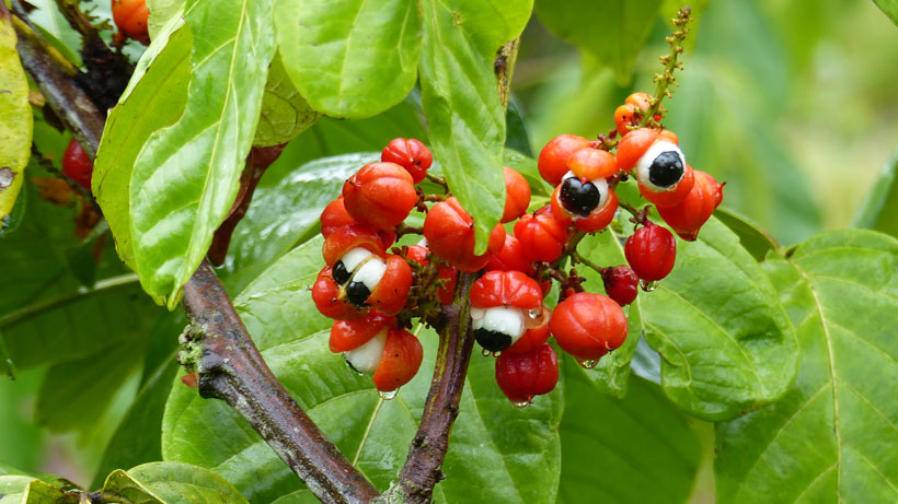 bienfaits du guarana