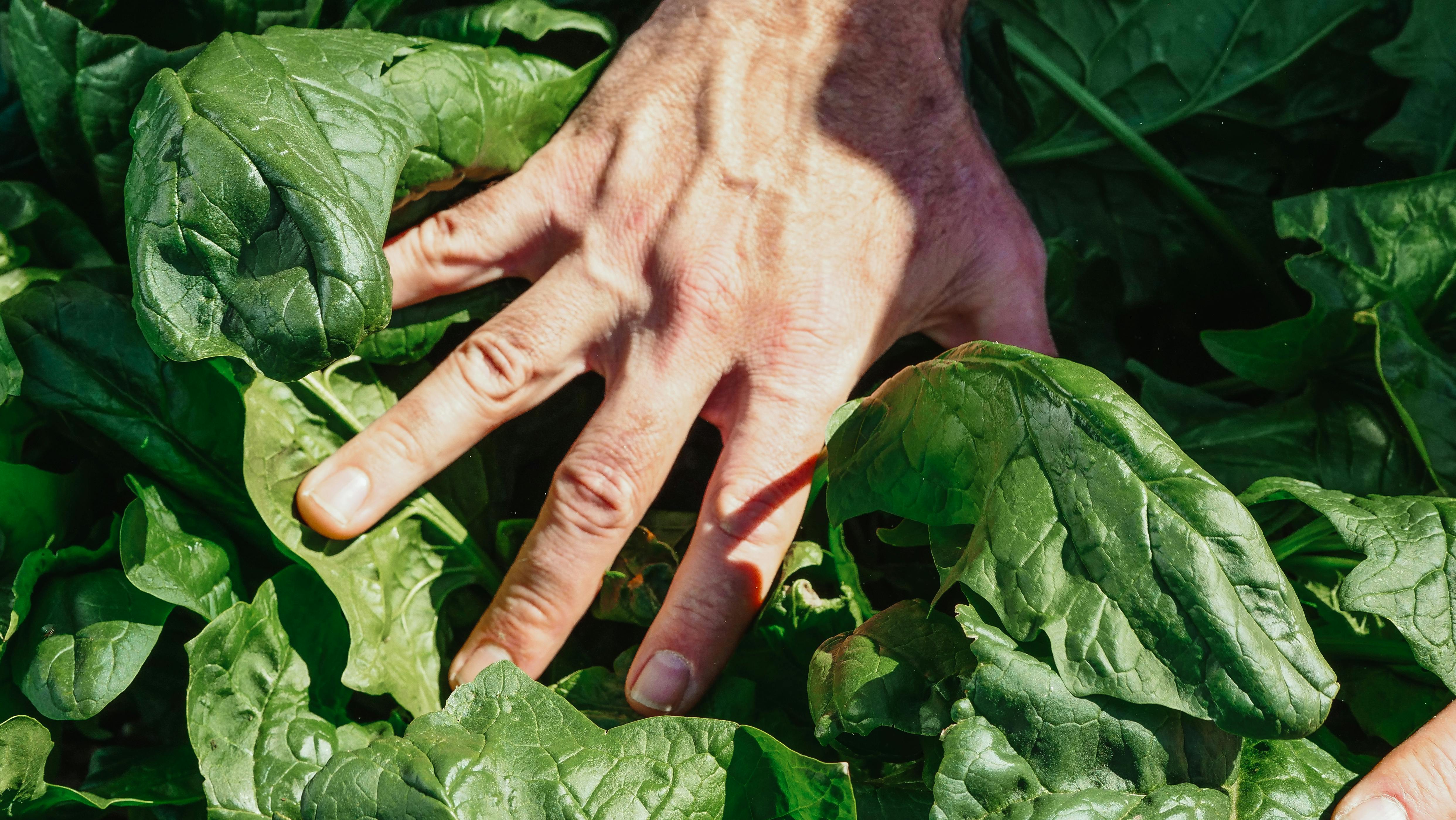 alimentation intuitive