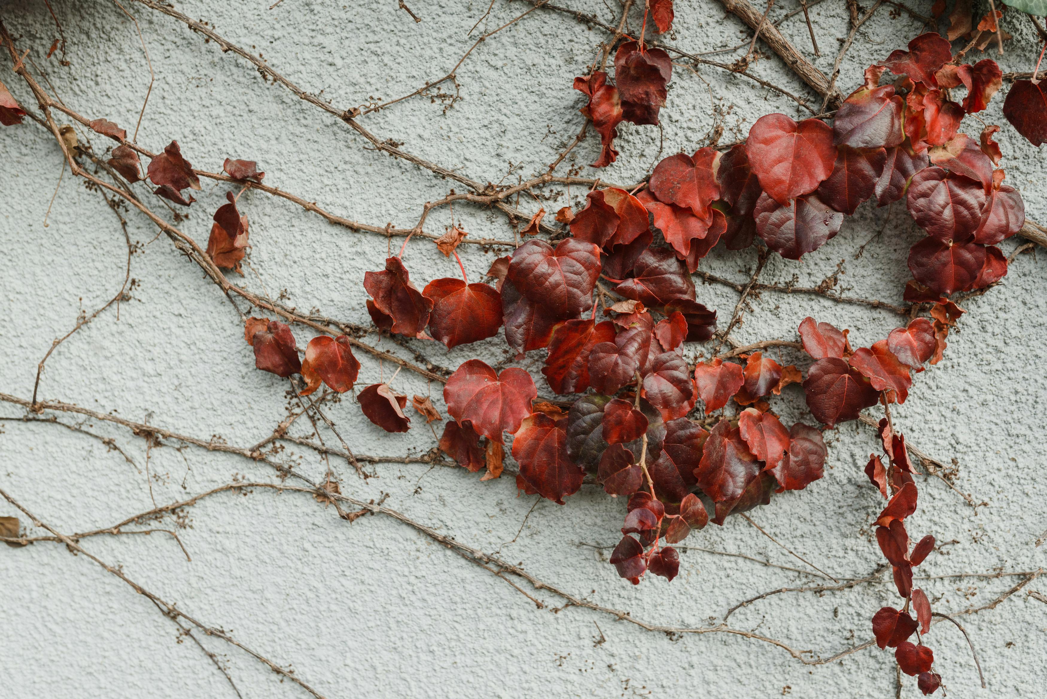 bienfaits de la vigne rouge