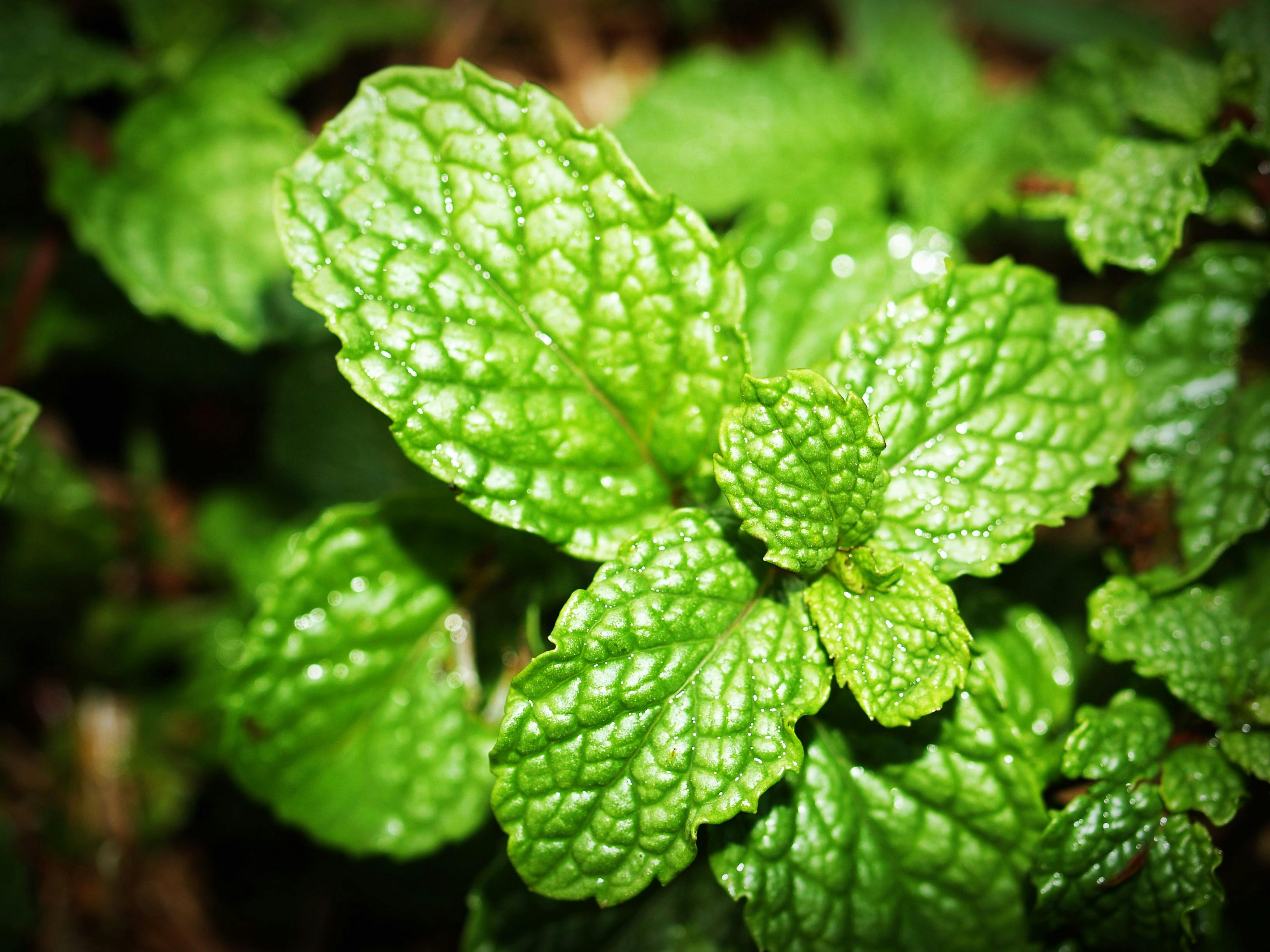 bienfaits de la menthe poivrée